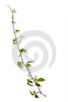 Tropical weed  isolated on white background