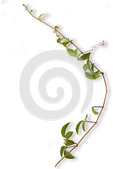 Tropical weed  isolated on white background photo