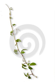 Tropical weed  isolated on white background photo