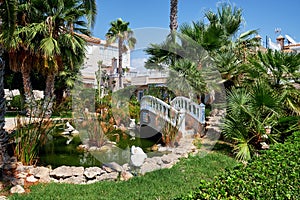 Tropical well-groomed garden. Torrevieja, Costa Blanca. Spain