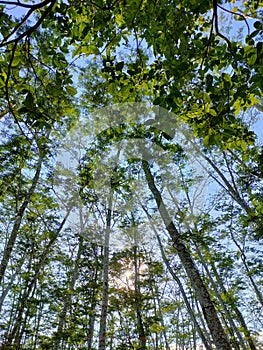 Tropical Westborneo Forest