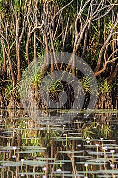 Tropical wetland with pandanus Pandanus spiralis reflected in water, Darwin, Australia