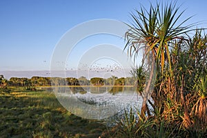 Tropical wetland with paperbark Melaleuca reflected in water, Darwin, Australia