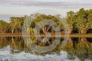 Tropical wetland with paperbark Melaleuca reflected in water, Darwin, Australia