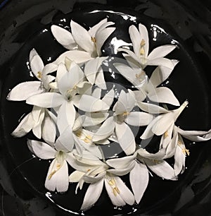 Tropical white Cork Tree Millingtonia hortensis floating in black bowl photo