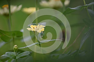 Tropical white flower in the garden