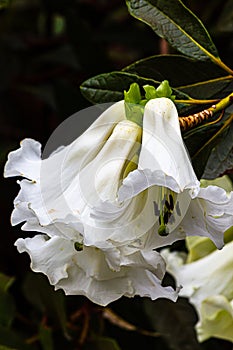 Tropical, white flowering trumpet vine with large veined leaves