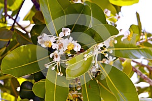 Tropical white flowers photo