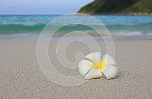 Tropical White Frangipani on beach