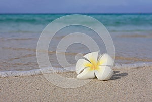 Tropical White Frangipani on beach