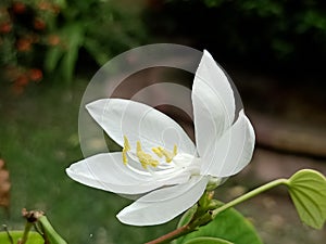 Tropical White Giloy Flower   Beautiful Augmenting Garden  Value