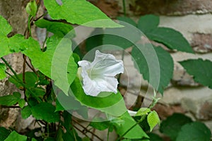 Tropical white morning-glory like a bell blossom in the garden. Green leaves and the brick wall on background