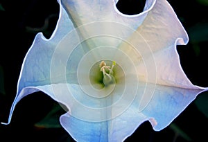 Tropical white morning-glory, moonflower, Ipomoea alba