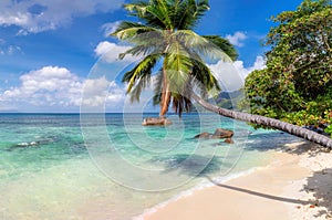 Beautiful beach with palms and tropical sea in Jamaica island.