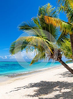 Tropical white sand beach with coco palms and the turquoise sea on tropical island.