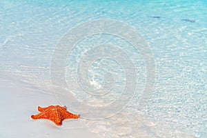 Tropical white sand with red starfish in clear water
