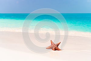 Tropical white sand with red starfish in clear water