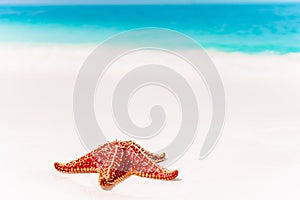 Tropical white sand with red starfish in clear water