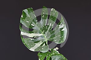Tropical white sprinkled leaf of rare variegated exotic `Monstera Deliciosa Thai Constellation` house plant on black backgrou photo
