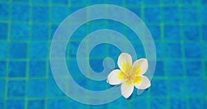Tropical white yellow plumeria frangipani flower floating on the surface of blue swimming pool on sunny summer day. Blue