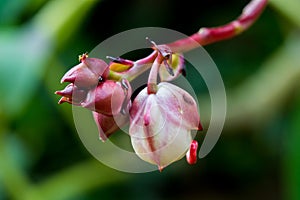 Tropical wild close flower