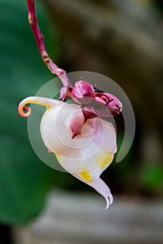 Tropical wild close flower