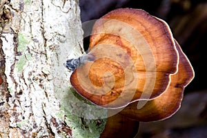 Tropical Wild Mushrooms