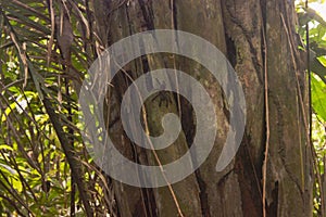 Tropical wild nature of amazon jungle with its green habitat in Leticia, Colombia