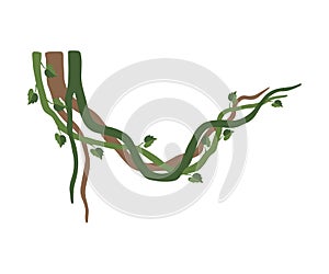 Tropical Winding Liana Branches, Jungle Plant Decorative Element, Rainforest Flora Vector Illustration photo