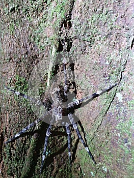 Tropical wolf spider Ctenus sp. Ctenidae