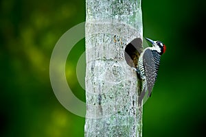 Tropical woodpecker at the nest. Black-cheeked woodpecker, Melanerpes pucherani. Wildlife photography in Costa Rica