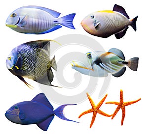 Tropical world of fish part 2 isolated on white