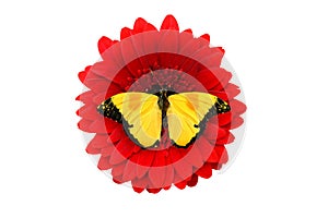 tropical yellow butterfly sitting on a red gerbera flower. isolated on white background