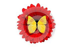 tropical yellow butterfly sitting on a red gerbera flower. isolated on white background