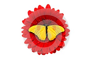 tropical yellow butterfly sitting on a red gerbera flower. isolated on white background