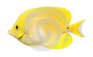 Tropical Yellow Fish