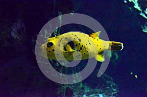 Tropical yellow fish