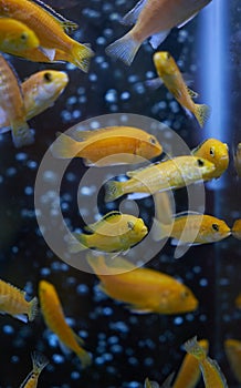 Electric yellow cichlid Labidochromis caeruleus Malawi Aquarium