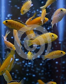 Electric yellow cichlid Labidochromis caeruleus Malawi Aquarium