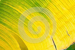 Tropical yellow green banana leaf close up