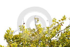 A Tropical yellow green leaves with branches on white isolated background for green foliage backdrop