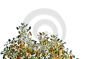 Tropical yellow green leaves on white isolated background for green foliage backdrop