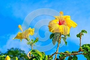 Tropical Yellow Hibiscus Flowers against Blue Sky