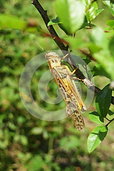 Tropical yellow locust on branch, closeup