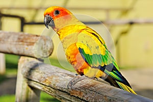 Tropical yellow parrot with green wings,
