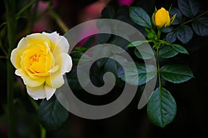 Tropical yellow rose and bud