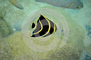 Tropical yellow striped fish at Cozumel Mexico