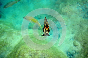 Tropical yellow striped fish at Cozumel Mexico