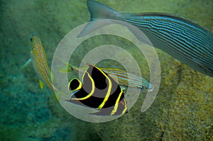 Tropical yellow striped fish at Cozumel Mexico