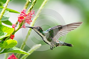 Tropical young hummingbird in a garden feeding on pink flowers.